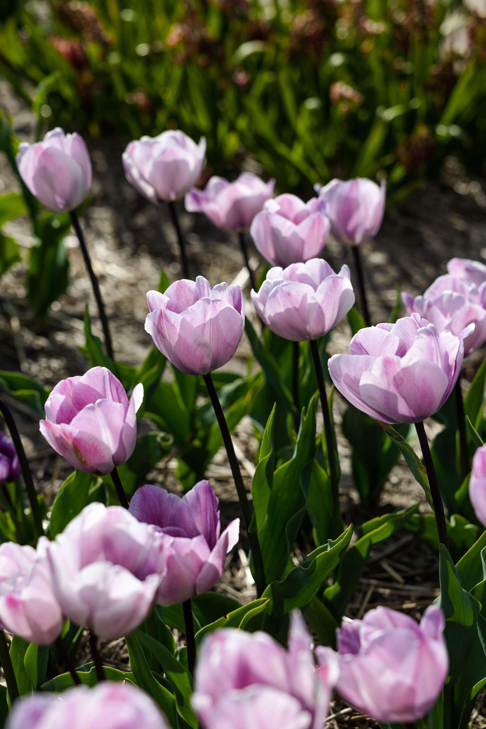 Tulpe 'Jacuzzi'